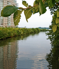 Environmental Stream Cropped Web 2 Environmental Law